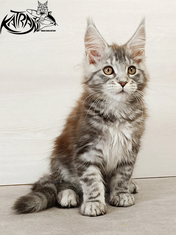 Katran Caramel - Кошеня мейн-кун 3 місяця
