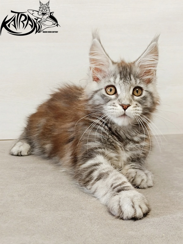 Katran Caramel - Кошеня мейн-кун 3 місяця
