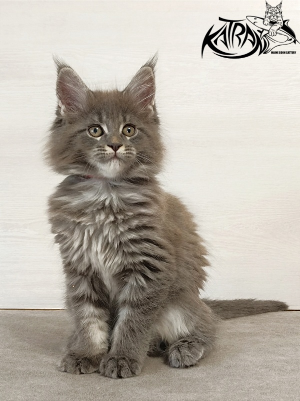 Katran Dalena - Котенок мейн-кун 2 месяца