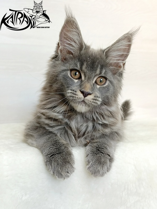 Katran Dalena - Котенок мейн-кун 3 месяца 1 неделя