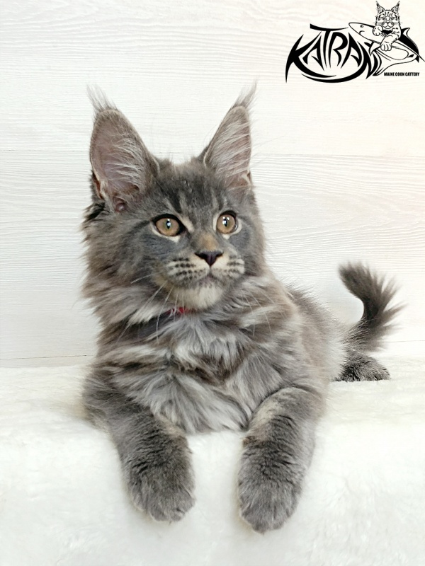 Katran Dalena - Котенок мейн-кун 3 месяца 1 неделя