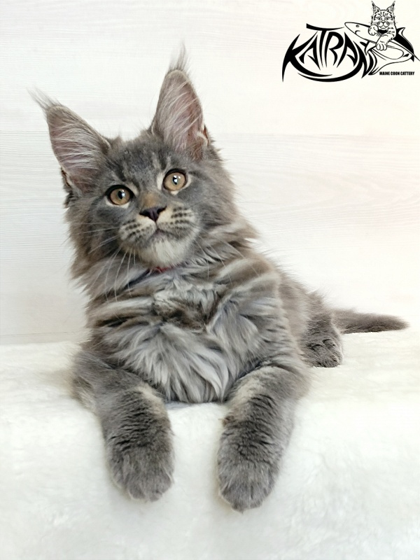 Katran Dalena - Котенок мейн-кун 3 месяца 1 неделя