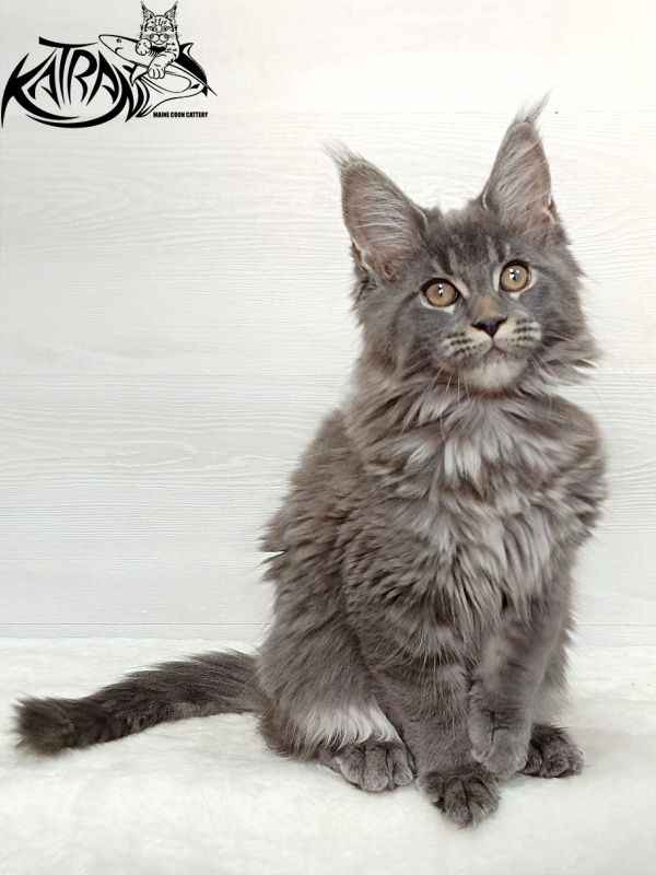 Katran Dalena - Котенок мейн-кун 3 месяца 1 неделя
