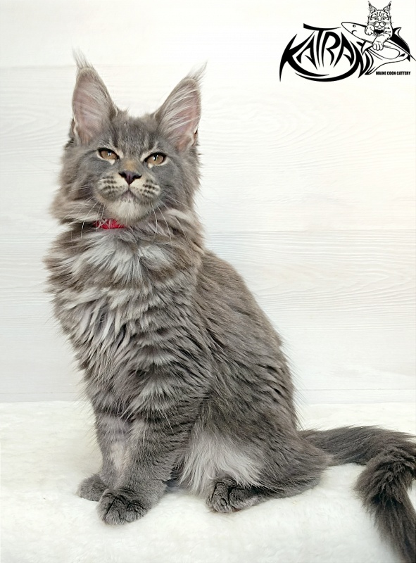 Katran Dalena - Котенок мейн-кун 3 месяца 1 неделя