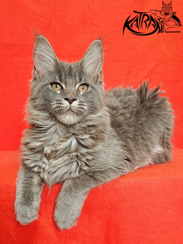 Katran Dalena - Котенок мейн-кун 4 месяца