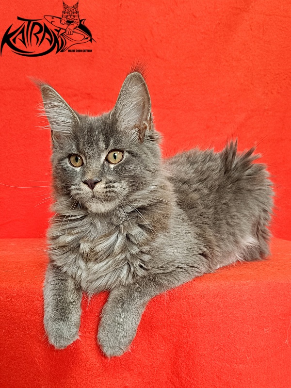 Katran Dalena - Котенок мейн-кун 4 месяца