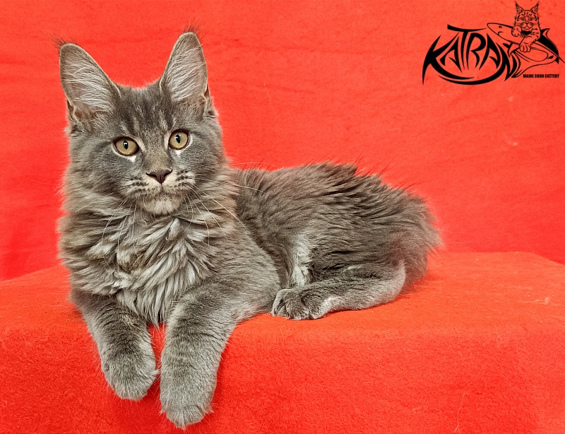 Katran Dalena - Котенок мейн-кун 4 месяца