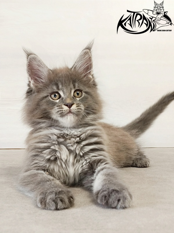 Katran Dalena - Котенок мейн-кун 2 месяца