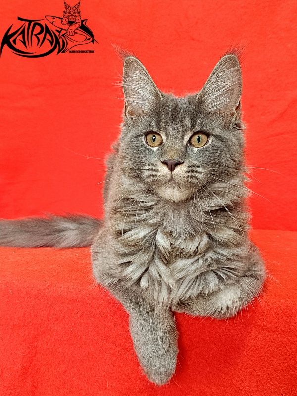 Katran Dalena - Котенок мейн-кун 4 месяца