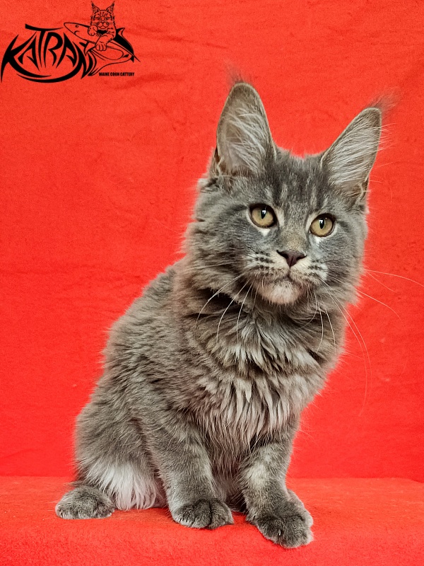 Katran Dalena - Котенок мейн-кун 4 месяца