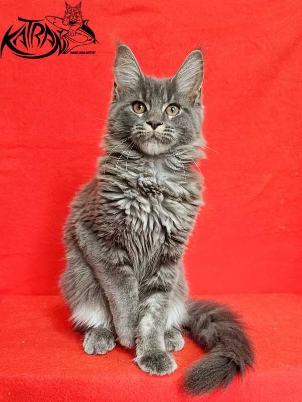Katran Dalena - Котенок мейн-кун 4 месяца