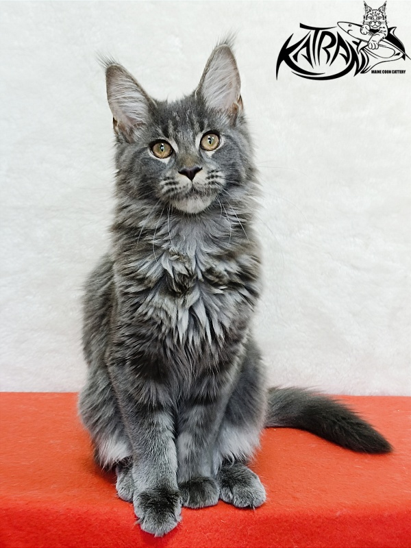 Katran Dalena - Котенок мейн-кун 4 месяца 2 недели
