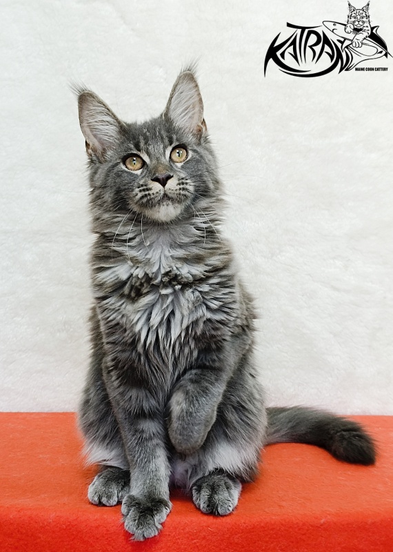 Katran Dalena - Котенок мейн-кун 4 месяца 2 недели