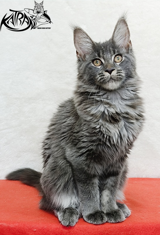 Katran Dalena - Котенок мейн-кун 4 месяца 2 недели