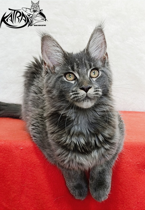 Katran Dalena - Котенок мейн-кун 4 месяца 2 недели