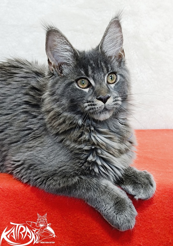 Katran Dalena - Котенок мейн-кун 4 месяца 2 недели