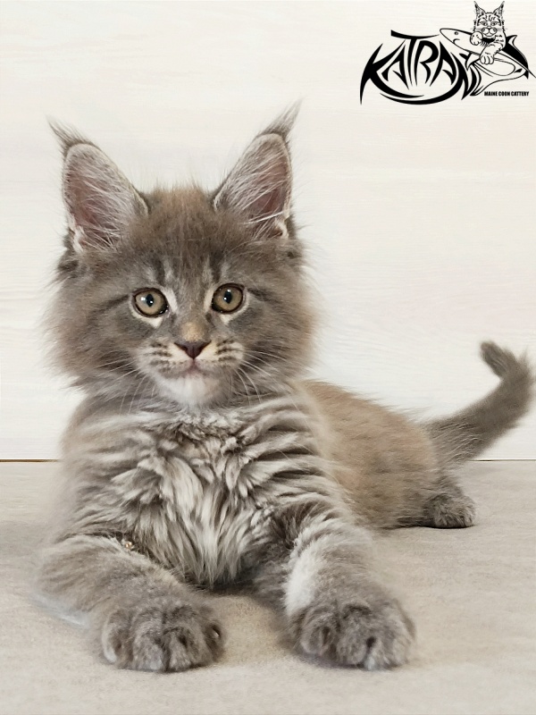 Katran Dalena - Котенок мейн-кун 2 месяца