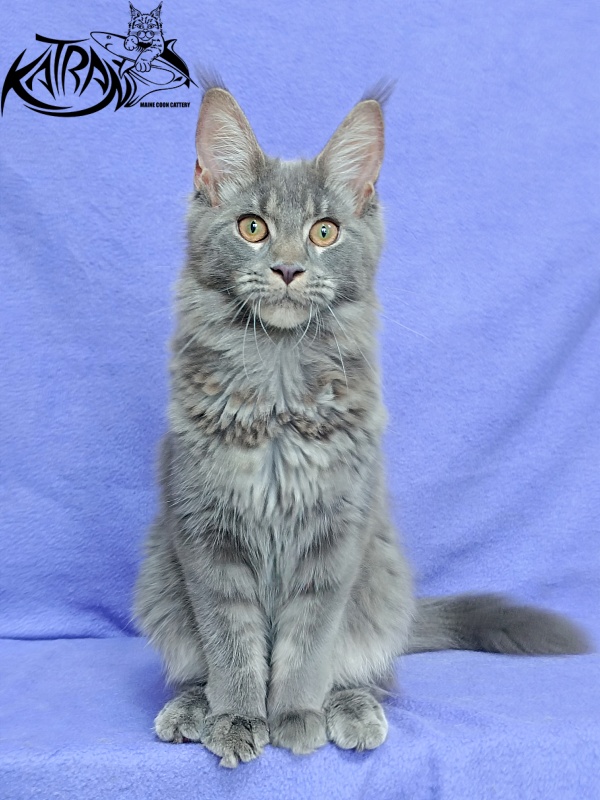 Katran Dalena - Котенок мейн-кун 5 месяцев 2,5 недели