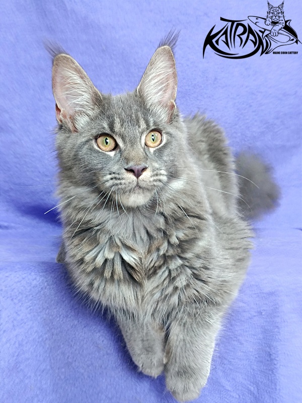 Katran Dalena - Котенок мейн-кун 5 месяцев 2,5 недели