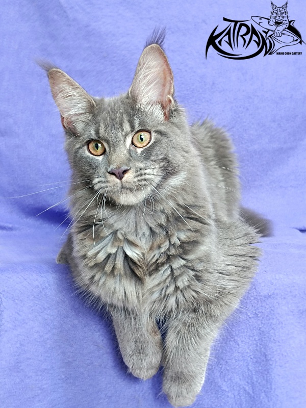 Katran Dalena - Котенок мейн-кун 5 месяцев 2,5 недели