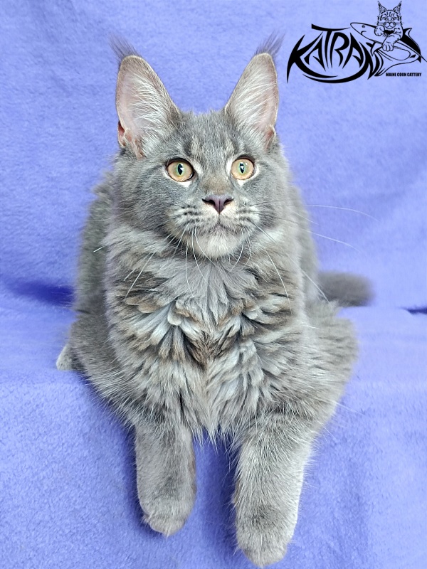Katran Dalena - Котенок мейн-кун 5 месяцев 2,5 недели