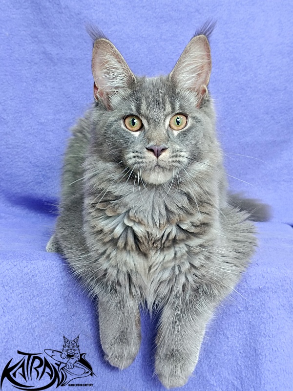 Katran Dalena - Котенок мейн-кун 5 месяцев 2,5 недели