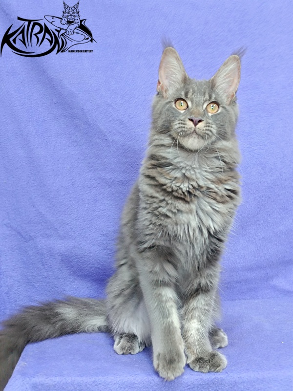 Katran Dalena - Котенок мейн-кун 5 месяцев 2,5 недели