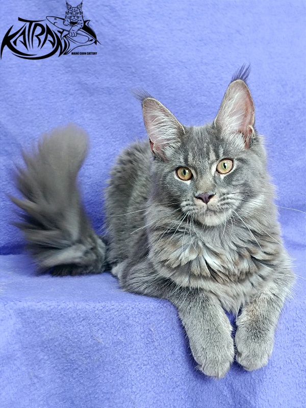 Katran Dalena - Котенок мейн-кун 5 месяцев 2,5 недели