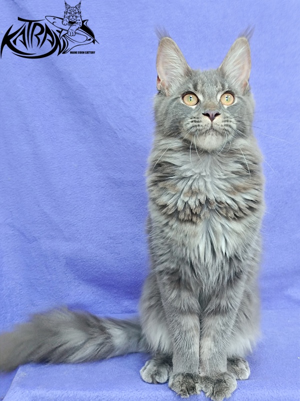 Katran Dalena - Котенок мейн-кун 5 месяцев 2,5 недели