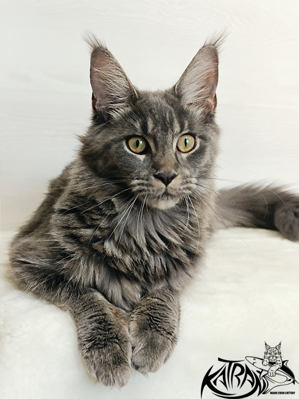 Katran Dalena - Юниор мейн-кун 7 месяцев