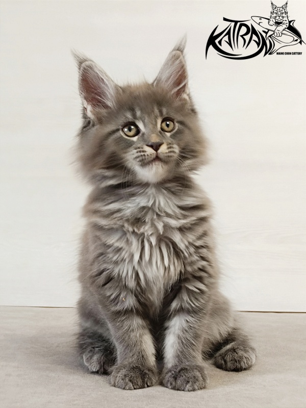Katran Dalena - Котенок мейн-кун 2 месяца