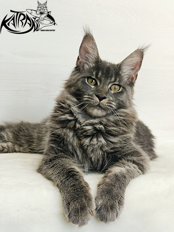 Katran Dalena - Юниор мейн-кун 7 месяцев