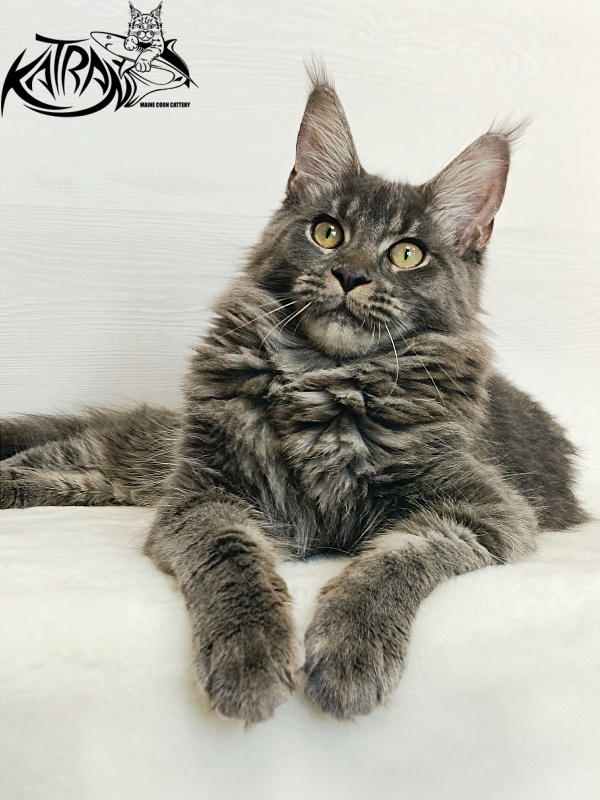 Katran Dalena - Юниор мейн-кун 7 месяцев