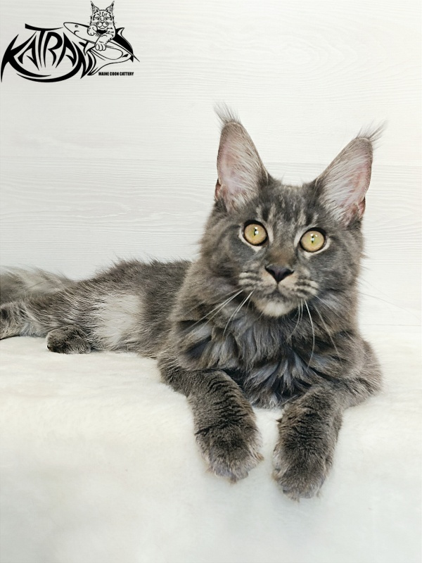 Katran Dalena - Юниор мейн-кун 7 месяцев