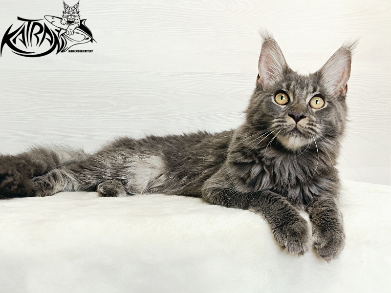 Katran Dalena - Юниор мейн-кун 7 месяцев