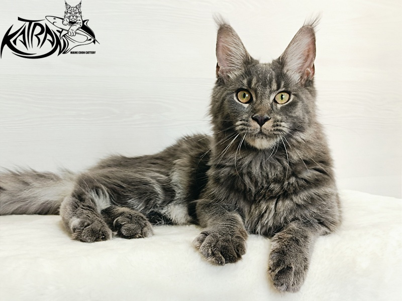 Katran Dalena - Юниор мейн-кун 7 месяцев