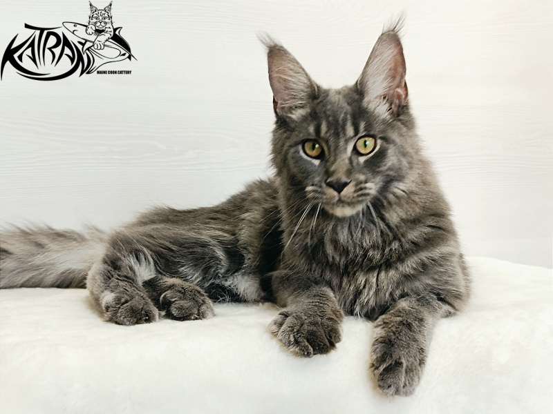 Katran Dalena - Юниор мейн-кун 7 месяцев