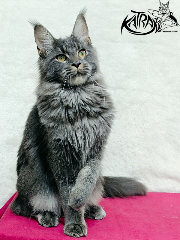 Katran Dalena - Юниор мейн-кун 8 месяцев 2 недели