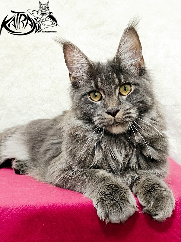 Katran Dalena - Юниор мейн-кун 8 месяцев 2 недели