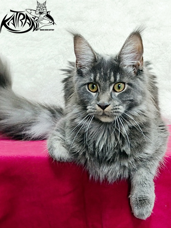 Katran Dalena - Юниор мейн-кун 8 месяцев 2 недели