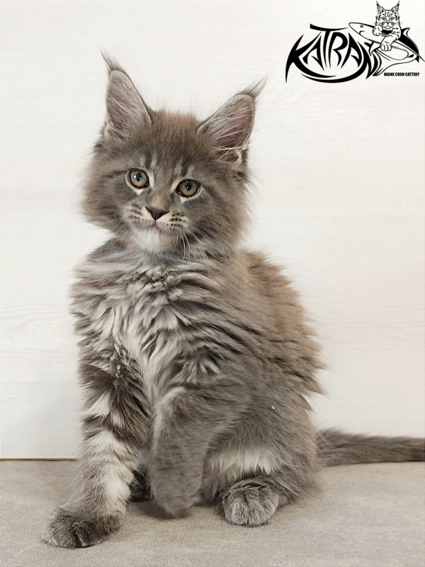 Katran Dalena - Котенок мейн-кун 2 месяца