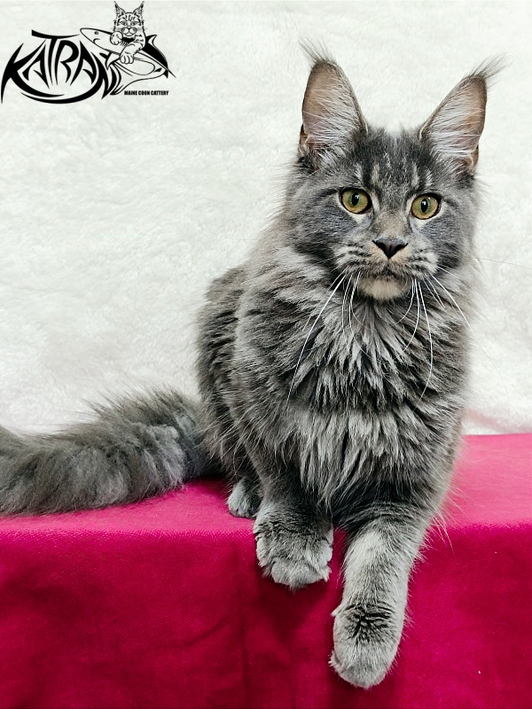 Katran Dalena - Юниор мейн-кун 8 месяцев 2 недели