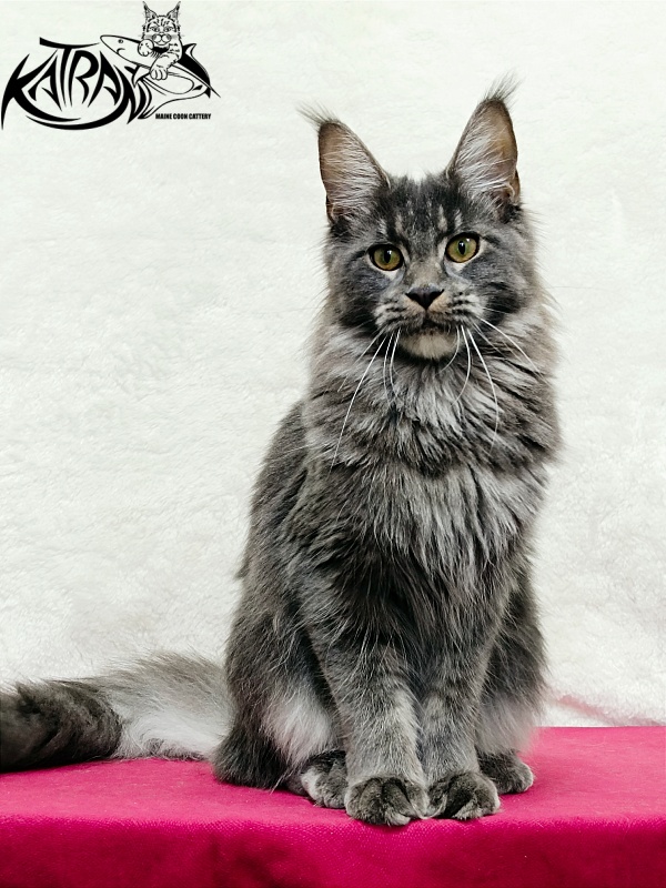 Katran Dalena - Юниор мейн-кун 8 месяцев 2 недели