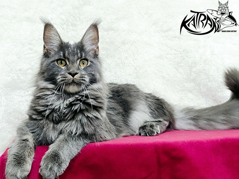 Katran Dalena - Юниор мейн-кун 8 месяцев 2 недели