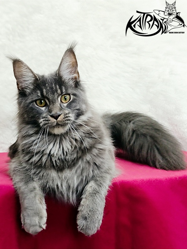 Katran Dalena - Юниор мейн-кун 8 месяцев 2 недели