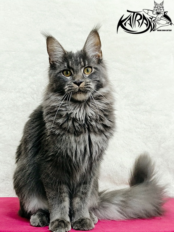 Katran Dalena - Юниор мейн-кун 8 месяцев 2 недели