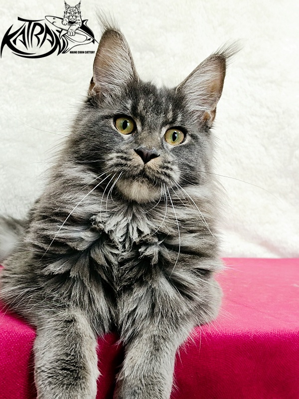 Katran Dalena - Юниор мейн-кун 8 месяцев 2 недели