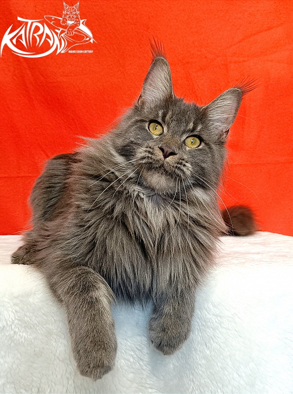 Katran Dalena - Взрослый мейн-кун 10 месяцев 2 недели