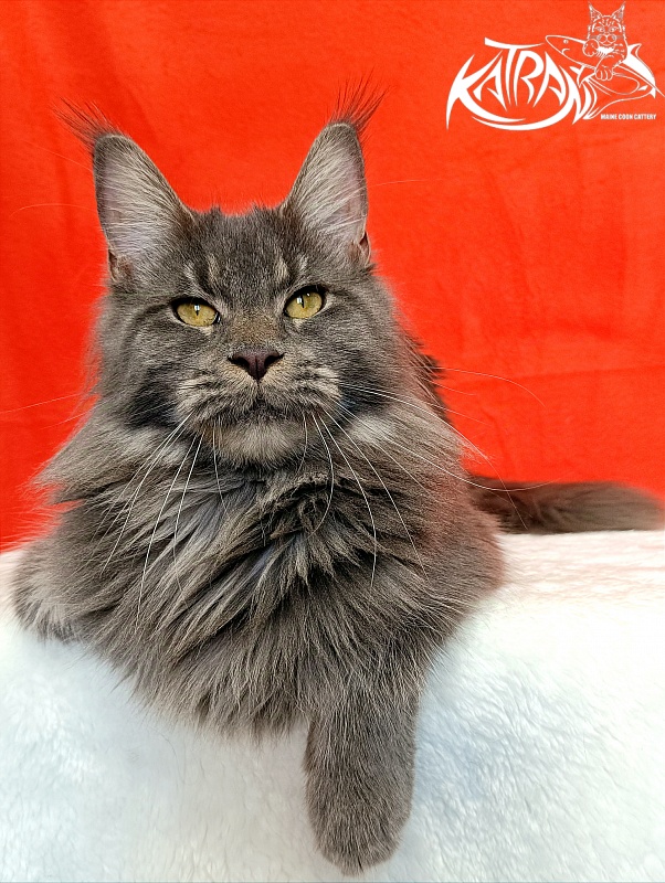 Katran Dalena - Взрослый мейн-кун 10 месяцев 2 недели