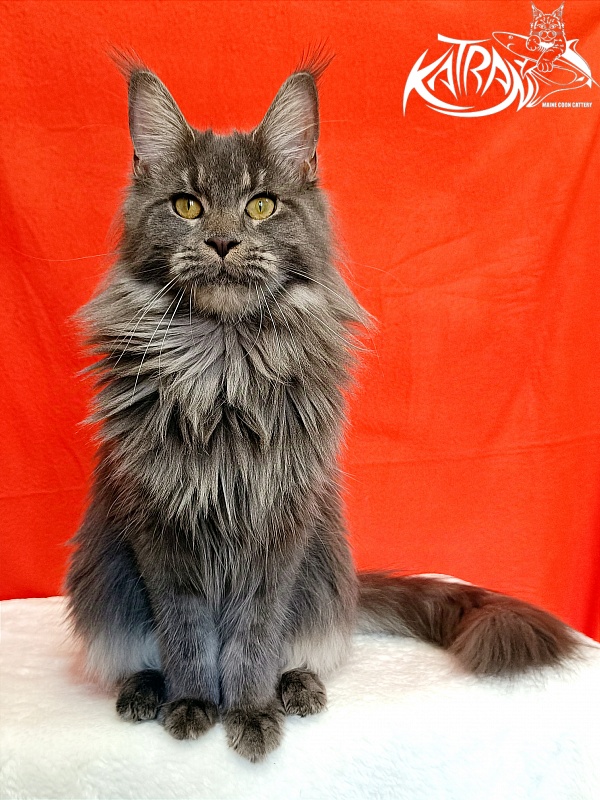 Katran Dalena - Взрослый мейн-кун 10 месяцев 2 недели
